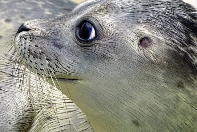 Why Do Seals Look Like Dogs? Biological Classification Explained