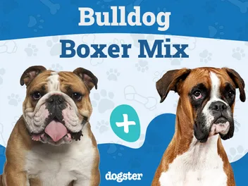Bull Boxer (Bulldog & Boxer Mix): Info, Pictures, Facts, Care & More