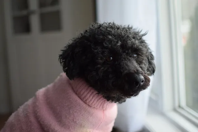 Scoodle (Poodle & Scottish Terrier Mix): Info, Pictures, Traits & More