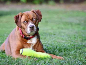 20 Popular Boxer Mixes (With Info & Pictures)