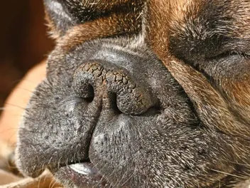 Why Is My Dogs Nose Chapped? 7 Vet-Verified Reasons & Care Tips