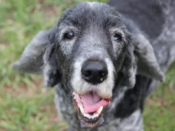 When Do Dogs Go Gray? Vet-Verified Signs of Aging in Canines