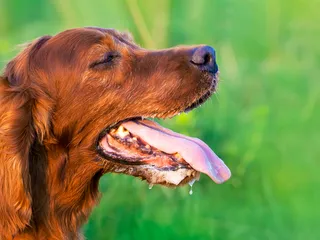 How to Stop Dog Drooling? Our Vet Explains
