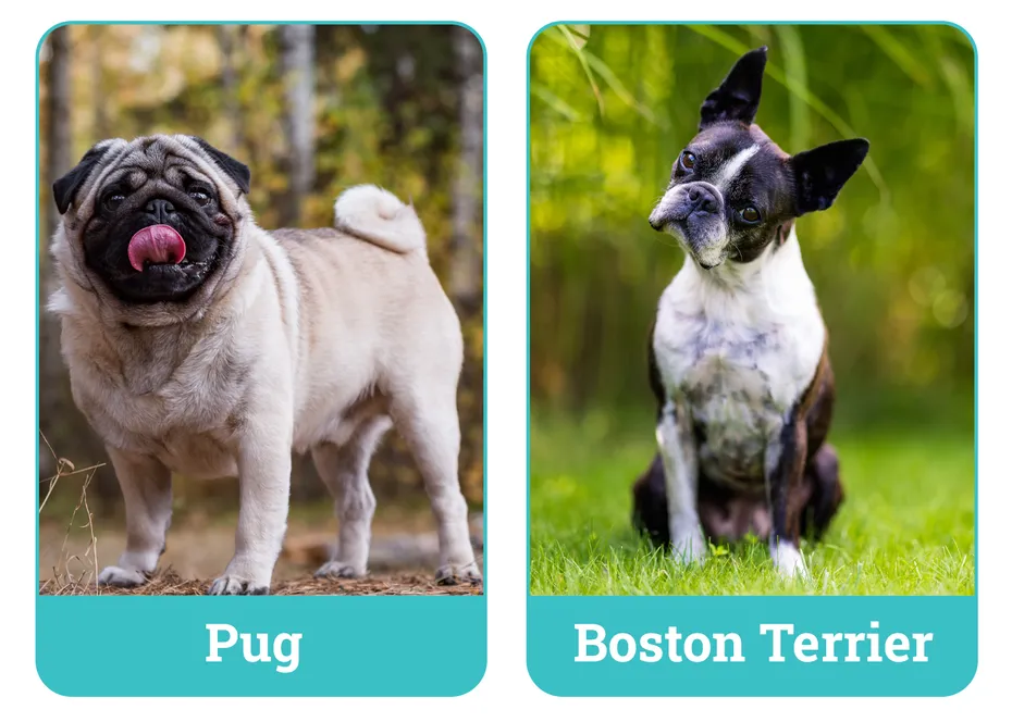 Pug vs Boston Terrier