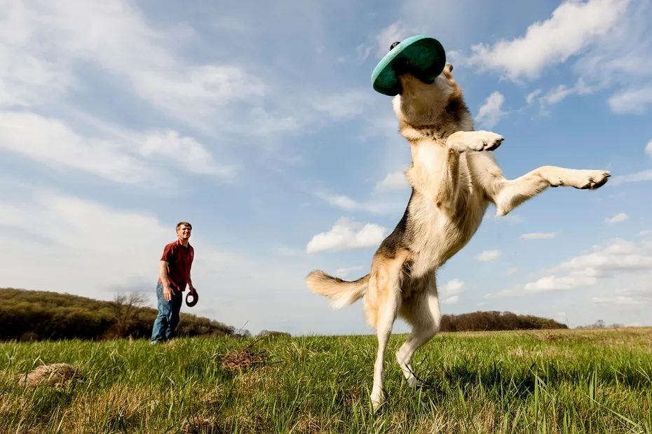 dog catching a frisbee