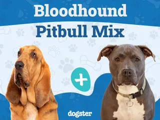 Bloodhound Pitbull Mixed Dog Breed: Info, Pictures, Care & More