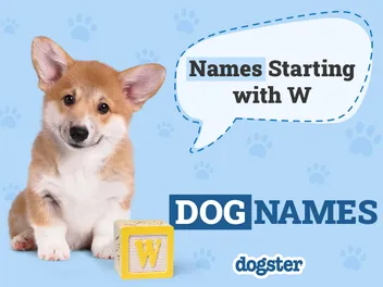 250 Dog Names Starting With W for Your Wonderful Pup