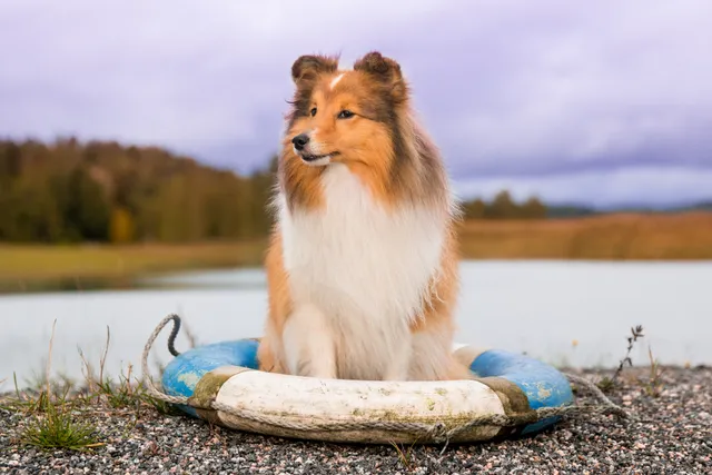 How Long Does a Sheltie Live? Average Lifespan, Data & Care (Vet Approved)