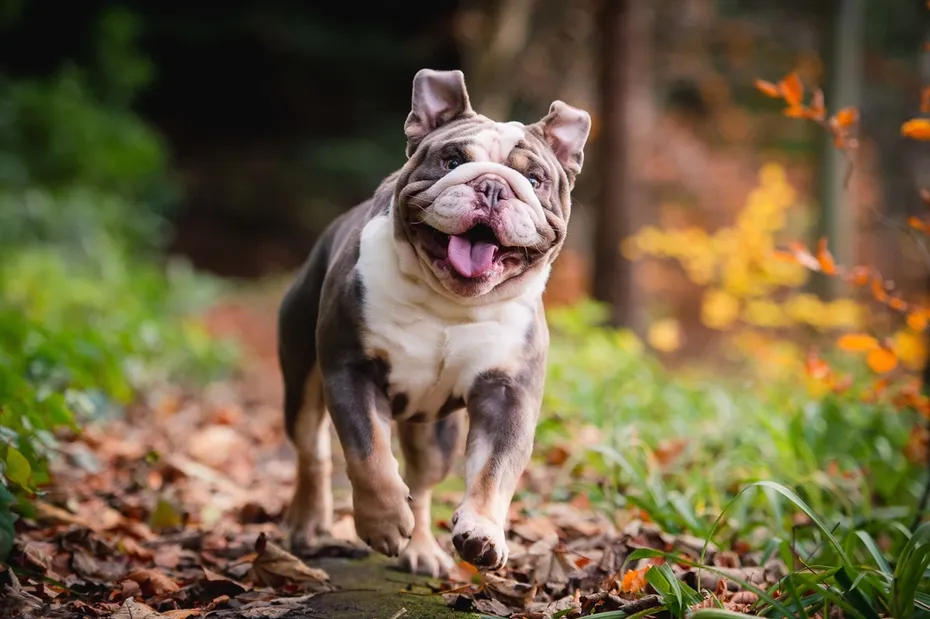 English bulldog running and playing