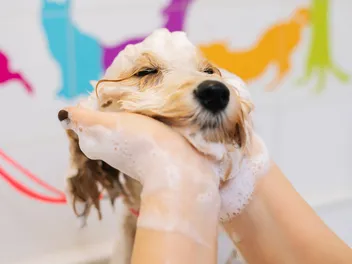 9 Best Antibacterial and Antifungal Dog Shampoos in 2026 - Reviews & Top Picks
