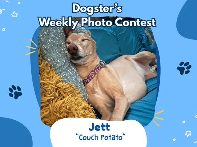Dogster’s Weekly Photo Contest Winners: Couch Potato (August 31, 2026)
