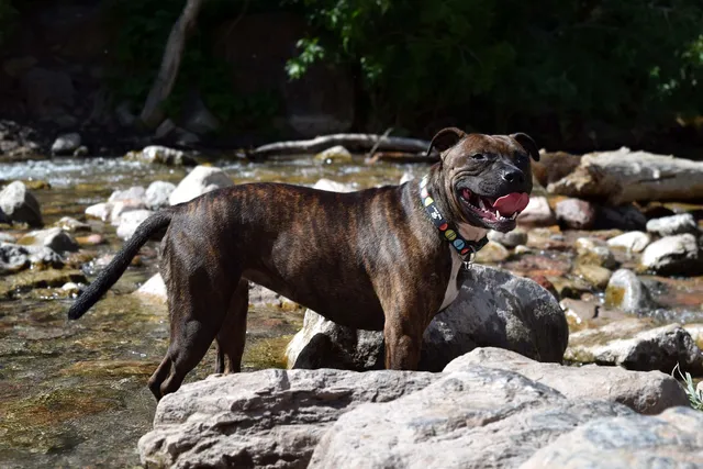 Irish Staffordshire Bull Terrier Dog Breed: Info, Pictures, Care & More