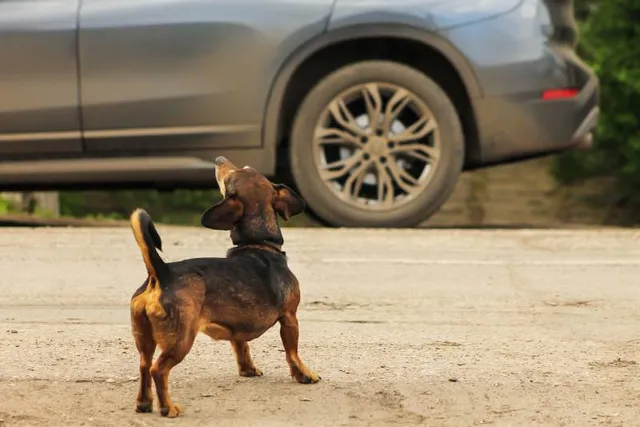 How To Stop Your Dog From Barking at Cars: 10 Key Tips