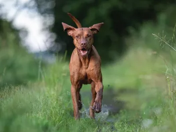 8 Surprising Vizsla Facts: Vet-Reviewed Origins & History