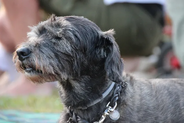 11 Tips for Exercising Your Senior Dog - Vet-Approved Guide