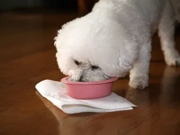 10 Best Dog Foods for Bichon Frises in 2026 - Reviews & Top Picks