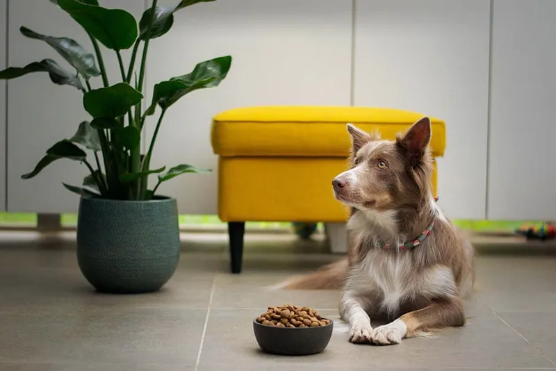 Senior dog eating dog food