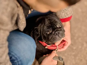 How to Measure a Dog for a Collar: 5 Vet-Reviewed Tips