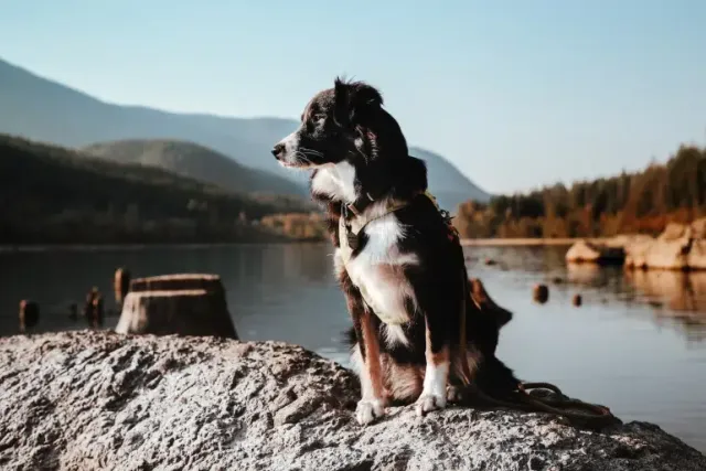 10 Dog-Friendly Hiking Trails in Florida in 2026 (With Pictures)