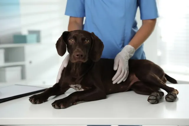 Neuropathy in Dogs: Vet-Explained Signs, Causes, Treatment & FAQ