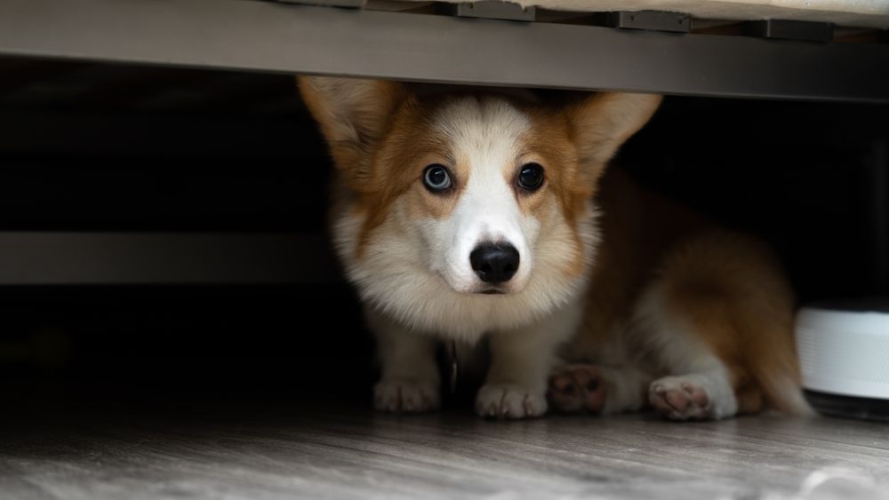 Corgi dog hiding under the bed