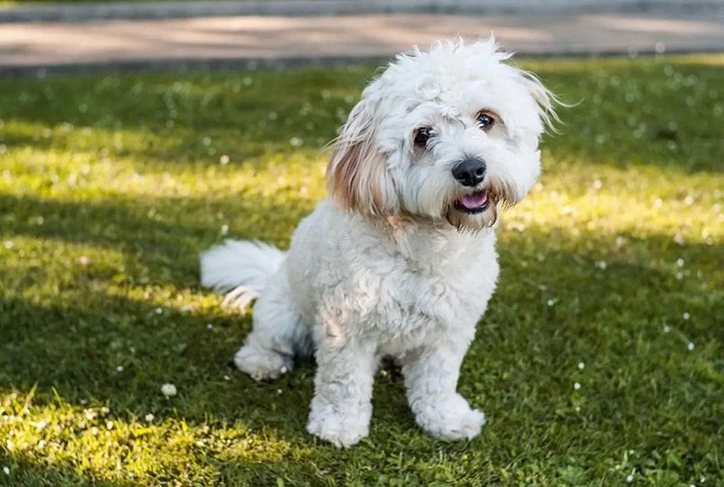 Cavachon