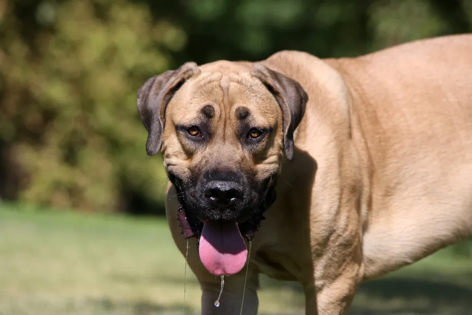 Dog Drooling Mastiff