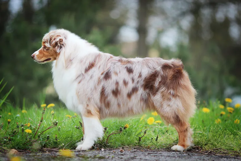 red merle tricolor australian shepherd