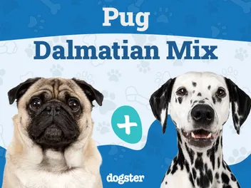 Pugmatian (Pug & Dalmatian Mix): Info, Pictures, Care & More