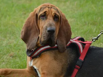 How Long Do Bloodhounds Live? Vet-Reviewed Average Lifespan, Data & Care