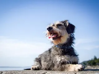 Miniboz (Miniature Schnauzer & Boston Terrier Mix): Info, Pictures & Care