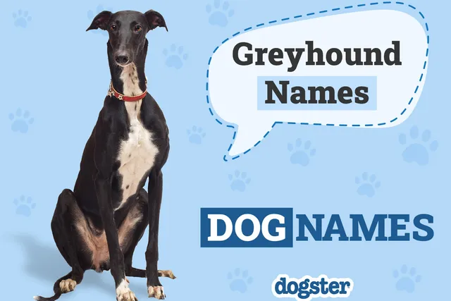 270 Popular & Unique Greyhound Names: Ideas for Sleek & Fast Dogs
