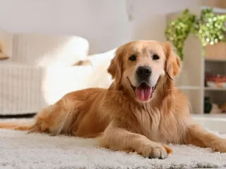 What Was the Your Purebred Puppy Website?