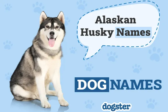 200+ Alaskan Husky Names: Male & Female Ideas