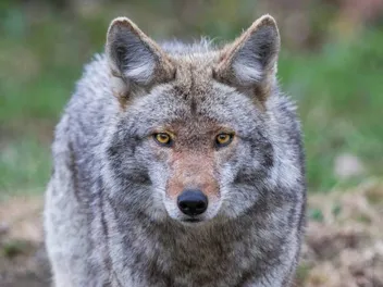 Will Coyotes Eat Dog Food? How to Keep Them Away from It