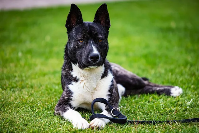 Akita Shiba Mix: Info, Pictures, Care Guide & Traits
