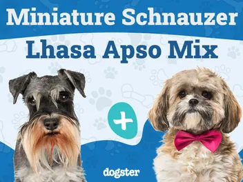Schapso (Lhasa Apso & Miniature Schnauzer Mix): Info, Pictures, Care & More