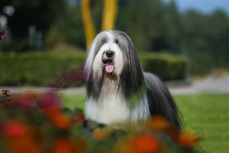 Bearded collie champion portrait dog