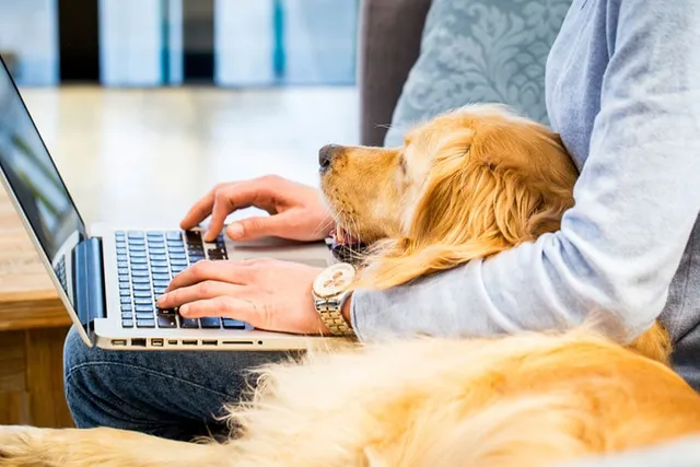 How to Keep a Dog Busy While Working From Home: 16 Expert Tips