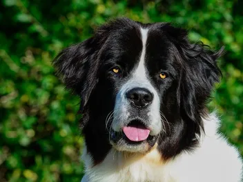 Landseer Dog Breed: Info, Pictures, Care & More