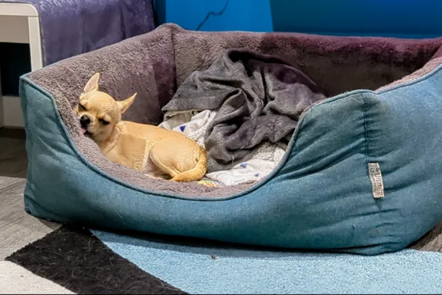 Strange Dog Hobbies: Why Is Fred Always Licking the Bed?
