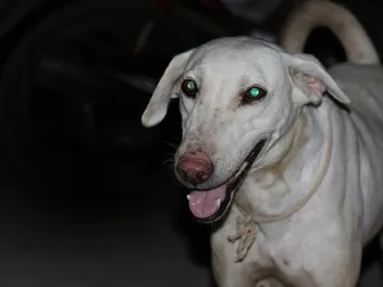 Why Do Dogs Eyes Glow in the Dark? Anatomy Facts Explained (Vet Reviewed)