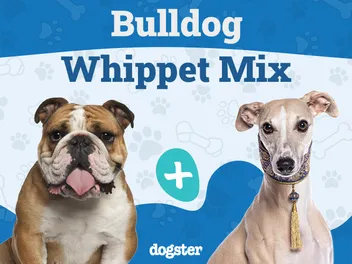 Bullwhip (Bulldog & Whippet Mix) Dog: Info, Pictures, Care Guide & More