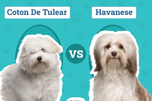 Coton De Tulear vs Havanese: The Differences (With Info & Pictures)