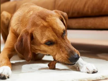 5 Best Dog Jerky Treats in 2026 - Reviews & Top Picks
