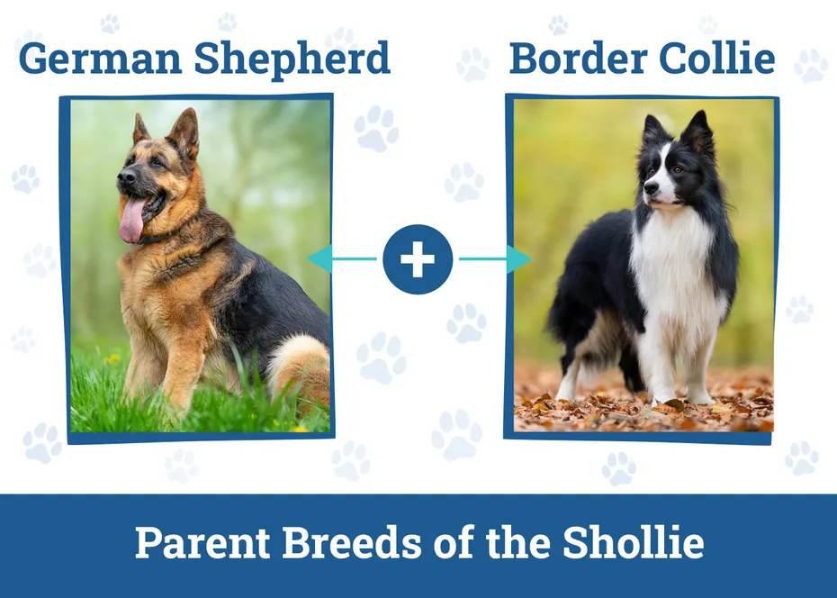 Parent Breeds of the Shollie