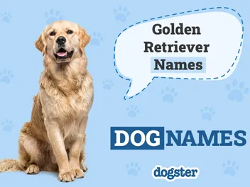 150+ Golden Retriever Names: Unique and Popular Ideas 2026