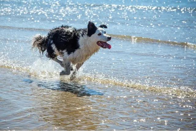 Top 10 Dog-Friendly Beaches in Alberta to Visit Today