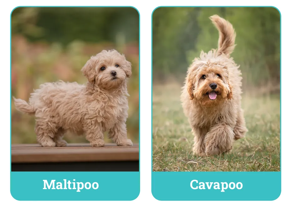 Maltipoo vs. Cavapoo
