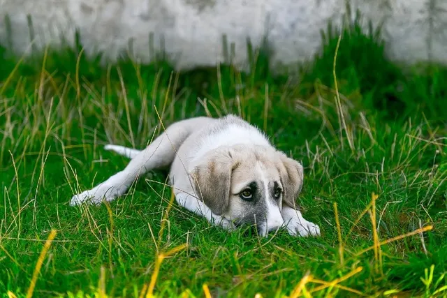 Why Is My Dog Suddenly Anxious? 9 Vet-Verified Reasons & Solutions